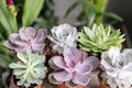 Collection of succulents on the wooden table. Minimalistic home interior with composition of cactus and succulents