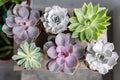 Collection of succulents on the wooden table. Minimalistic home interior with composition of cactus and succulents