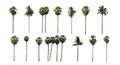 The collection of sugar palm and coconut tree, Isolated sugar palm and coconut tree on white background Royalty Free Stock Photo