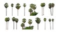 The collection of sugar palm , Set of Isolated sugar palm on white background Royalty Free Stock Photo