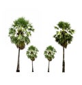 Collection of sugar palm tree growing up on roadside in countryside isolated on white. Royalty Free Stock Photo