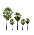 Collection of sugar palm trees isolated on white background.