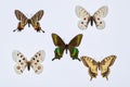 Collection of swallowtail butterflies Royalty Free Stock Photo