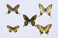 Collection of swallowtail butterflies papilionidae on white Royalty Free Stock Photo