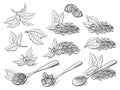 Collection of tea leaves Royalty Free Stock Photo