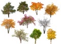Collection of ten isolated trees Royalty Free Stock Photo