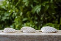 Collection of three mediterranean scallop seashells on a marble stone ledge Royalty Free Stock Photo