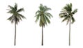 Collection three Palm coconut the garden isolated Royalty Free Stock Photo