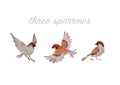 Collection of three sparrows fly sit isolated. Royalty Free Stock Photo