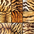 Collection of tiger stripes