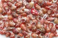Collection of tiny sea snails Royalty Free Stock Photo
