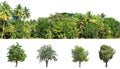 collection tree isolate on white Royalty Free Stock Photo