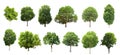 collection tree isolate on white background Royalty Free Stock Photo