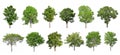 collection tree isolate on white background Royalty Free Stock Photo