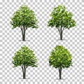 Collection of Tree isolated on transparent background with soft shadow. Vector. Royalty Free Stock Photo