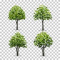 Collection of Tree isolated on transparent background with soft shadow. Vector. Royalty Free Stock Photo