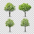 Collection of Tree isolated on transparent background with soft shadow. Vector. Royalty Free Stock Photo