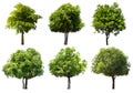 Collection of Tree isolated on a white background. Royalty Free Stock Photo