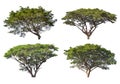 Collection of Tree isolated on a white background. Royalty Free Stock Photo