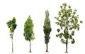 Collection of tree on white background Royalty Free Stock Photo