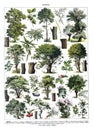 The collection of trees / Diversity of trees with names Antique engraved illustration from from La Rousse XX Sciele Royalty Free Stock Photo