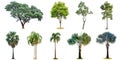 The collection of trees and high palm tree Livistona Rotundifol Royalty Free Stock Photo