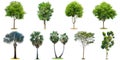 The collection of trees and high palm tree Livistona Rotundifol Royalty Free Stock Photo