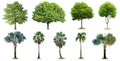 The collection of trees and high palm tree Livistona Rotundifol Royalty Free Stock Photo