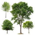 Collection of Trees Isolated on White Background Royalty Free Stock Photo
