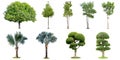 The collection of trees, palm and bonsai tree isolated on white Royalty Free Stock Photo