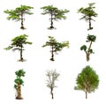 Collection of Trees set has green leaf on Isolated white background Royalty Free Stock Photo
