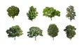 Set of Isolated trees on white background , The collection of trees Royalty Free Stock Photo