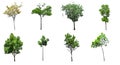 The collection of Trees Royalty Free Stock Photo