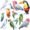 Collection tropical birds. Parrots, hummingbird, Jalak Bali, toucan watercolor illustration isolated on white background