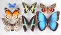 Collection of tropical butterflies in different colors and shapes. Isolated. Entomological collection. Papilio. Lepidoptera.