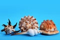 Collection of tropical conch shells.