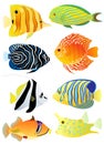 Collection of tropical fish