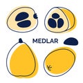 Collection of tropical fruit medlar icons. Vector hand drawn outline and silhouette illustration