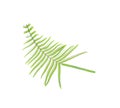 tropical green fern leaf on white background with clipping path Royalty Free Stock Photo