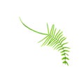 Collection tropical green fern leaf on white background clipping path