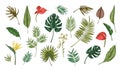 Collection of tropical leaves of various plants isolated on white background. Set of exotic foliage of different size Royalty Free Stock Photo