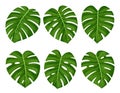 Collection of tropical monstera leaves. Vector illustration on a white background.