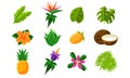 Collection of Tropical Summer Exotic Fruits, Flowers and Plants Vector Illustration Royalty Free Stock Photo