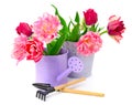 Collection tulips and decoration tools Royalty Free Stock Photo