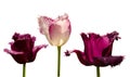 Collection of 3 tulips with petals with fringe, isolated Royalty Free Stock Photo