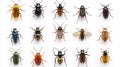 Twelve Diverse Insect Specimens on White Background AI-generated.