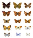 Collection of twenty  colourful european butterflies species in white background Royalty Free Stock Photo