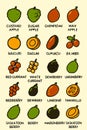 Collection of twenty different fruit illustrations with labels in a doodle style fruits vector Royalty Free Stock Photo