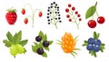 Collection of twigs of wild berries. Forest berry. Sweet fruit.