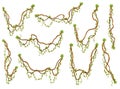 Collection of twisted wild lianas branches. Jungle vine plants. Rainforest flora and exotic botany. Woody natural